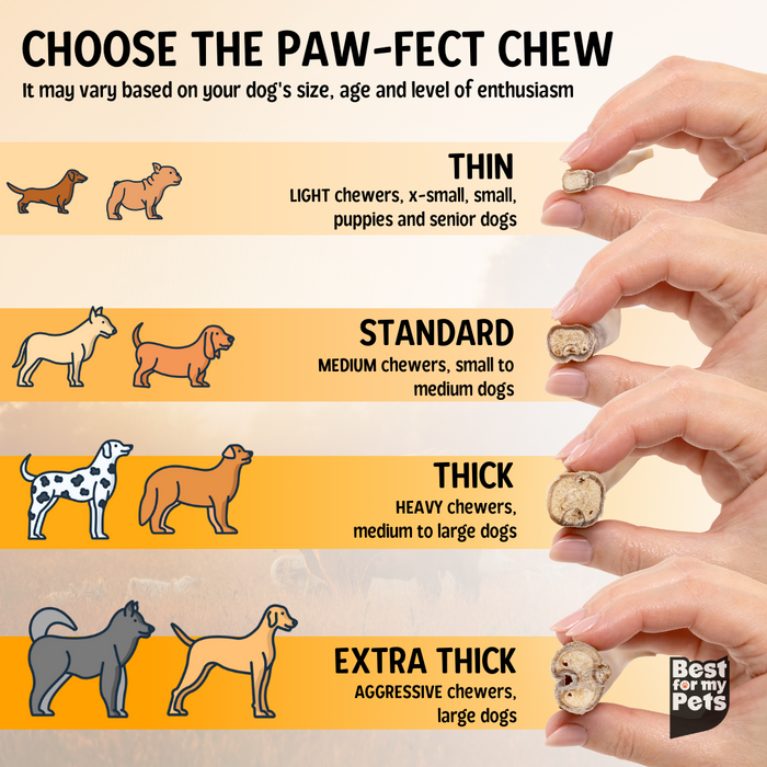 Bully Sticks - 6 Inch